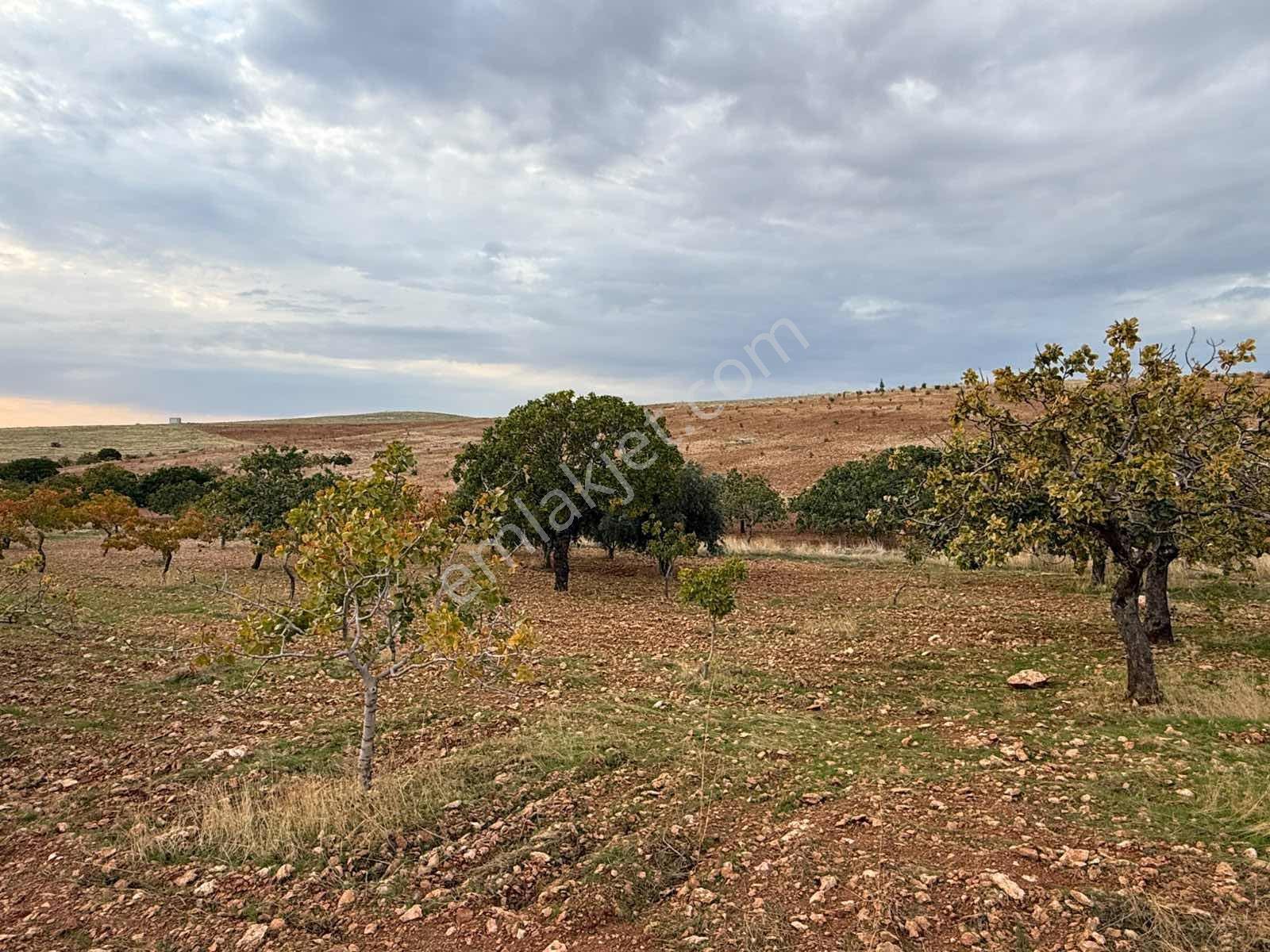 Goldev'den Kolanşehir Köyünde 22 Dönüm Tek Tapu Fıstıklık ! — fotoğraf 10
