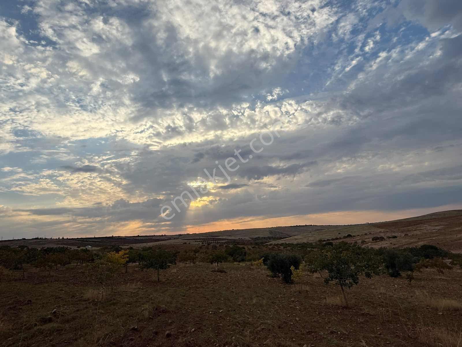Goldev'den Kolanşehir Köyünde 22 Dönüm Tek Tapu Fıstıklık ! — fotoğraf 11