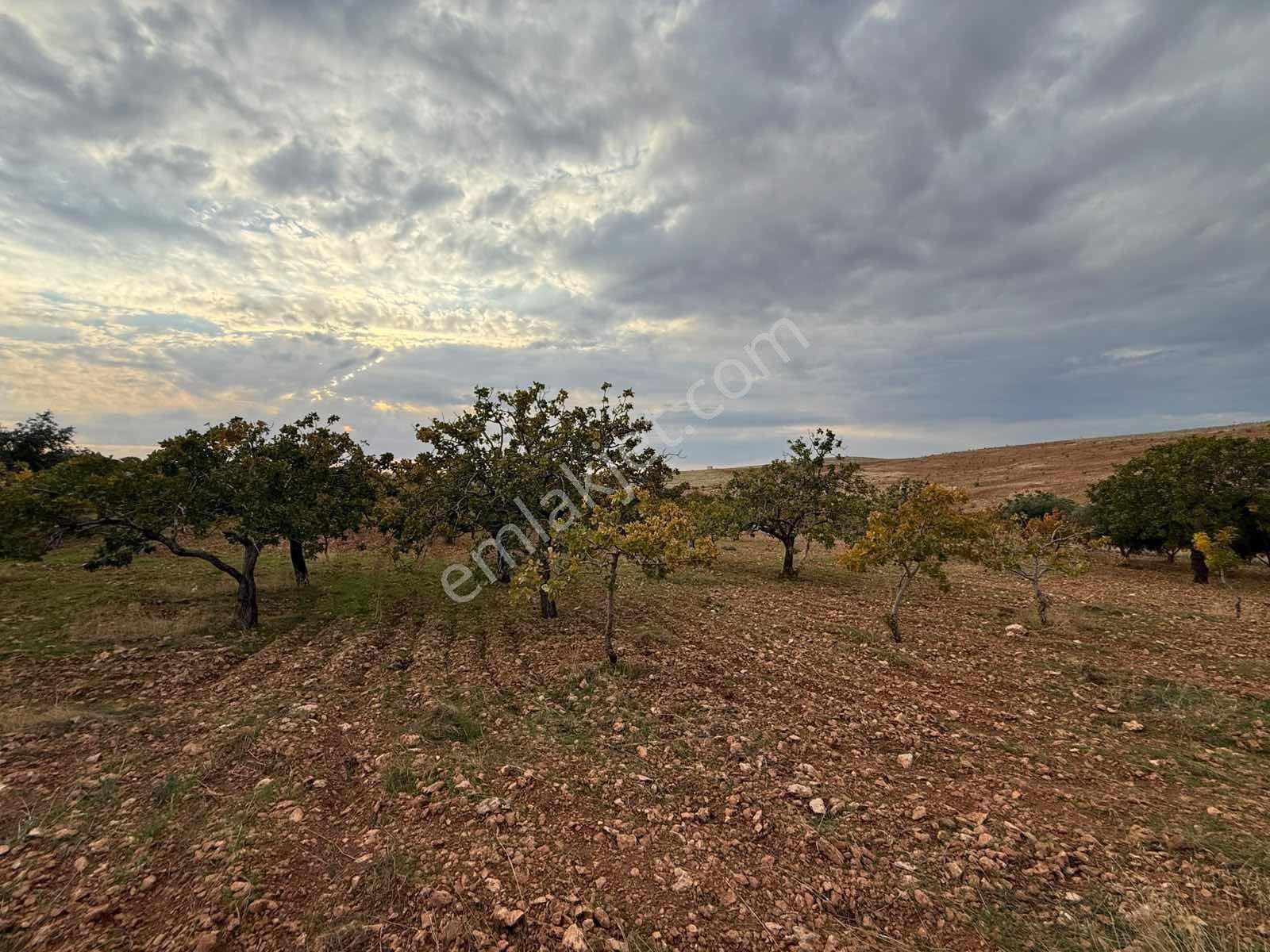 Goldev'den Kolanşehir Köyünde 22 Dönüm Tek Tapu Fıstıklık ! — fotoğraf 15