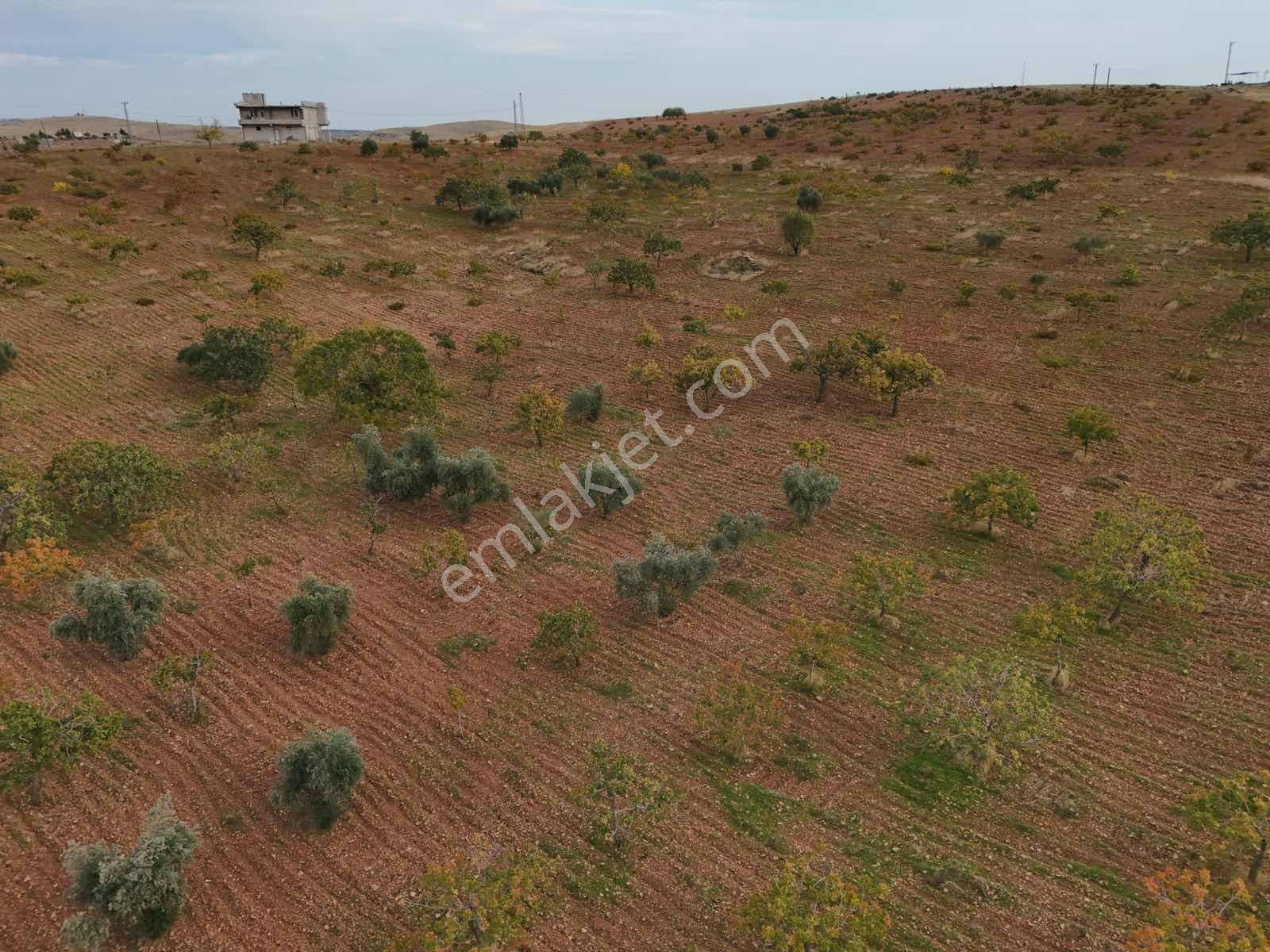 Goldev'den Kolanşehir Köyünde 22 Dönüm Tek Tapu Fıstıklık ! — fotoğraf 23