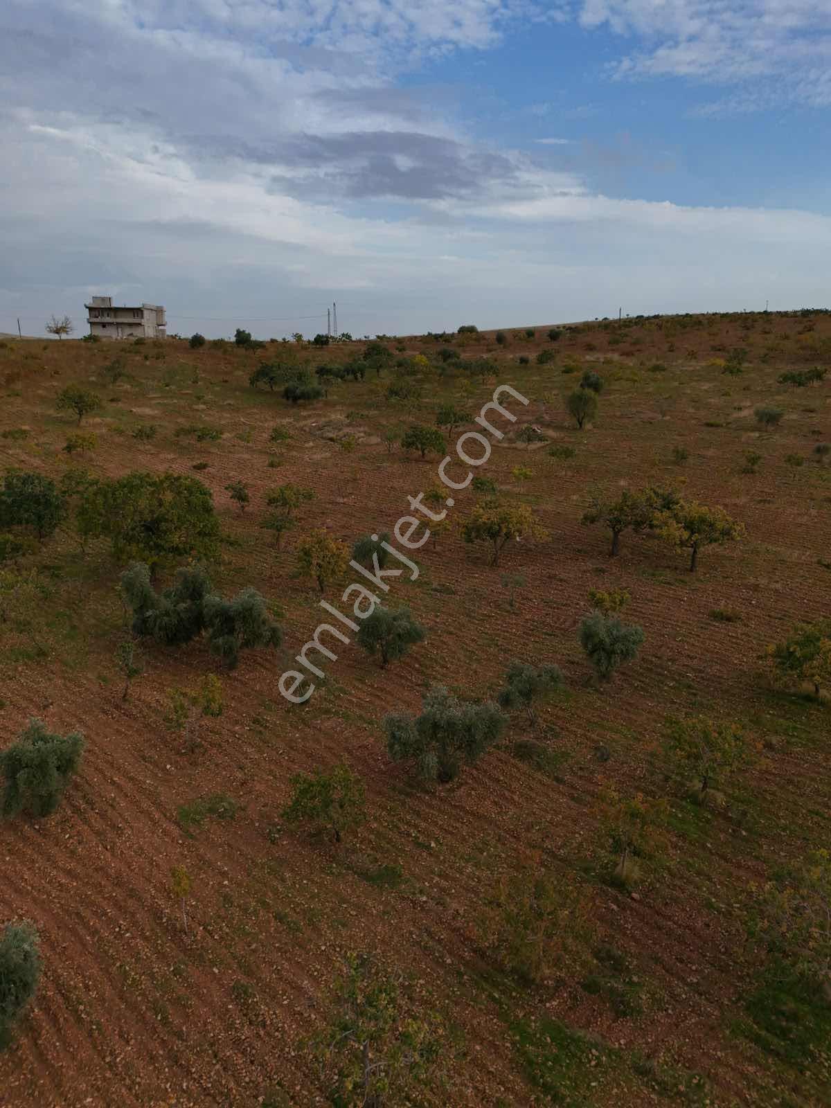 Goldev'den Kolanşehir Köyünde 22 Dönüm Tek Tapu Fıstıklık ! — fotoğraf 24