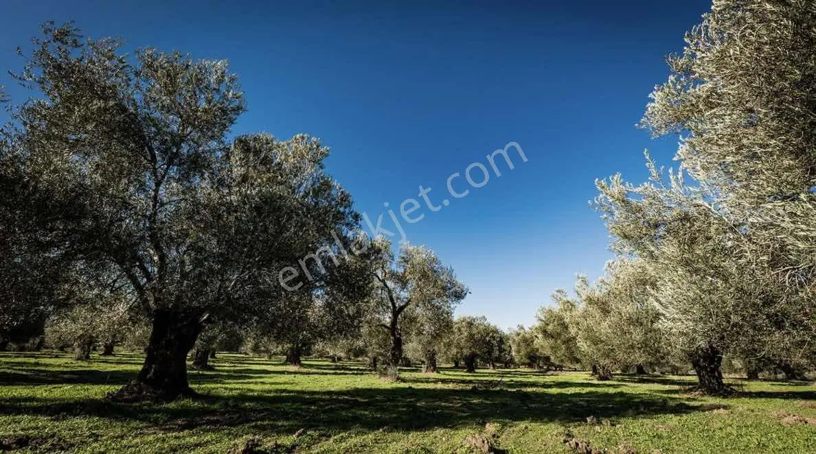 Altınkum Emlak'tan Kazımkarabekir Mahallesinde 2210m2 Zeytinlik — fotoğraf 3