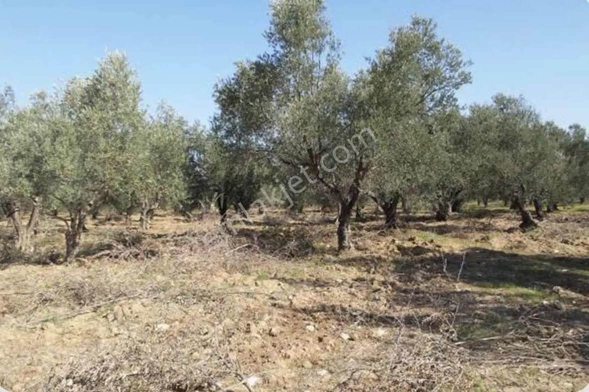Altınkum Emlak'tan Kazımkarabekir Mahallesinde 2210m2 Zeytinlik — fotoğraf 4