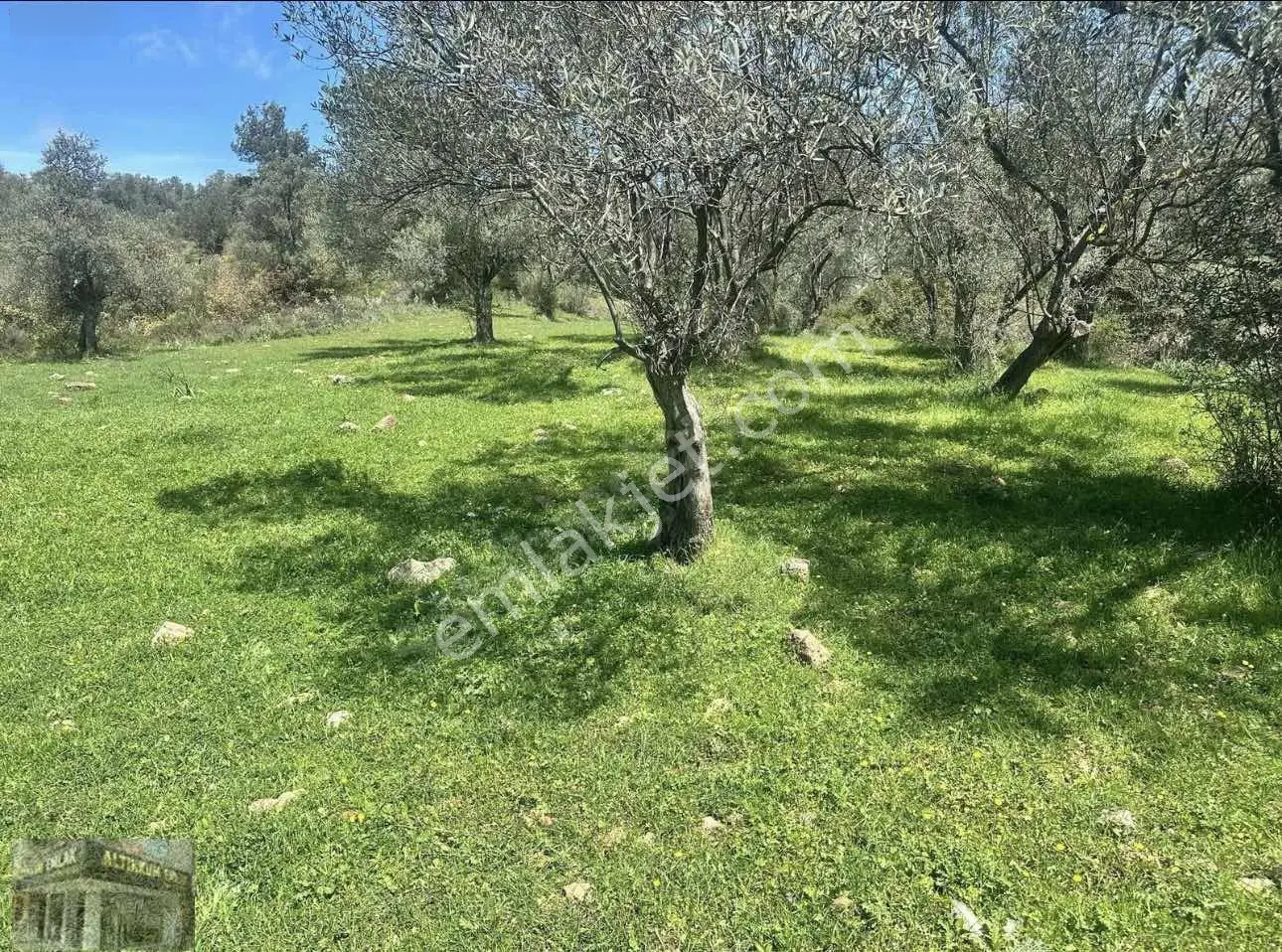 Altınkum Emlak'tan Kazımkarabekir Mahallesinde 2210m2 Zeytinlik — fotoğraf 5