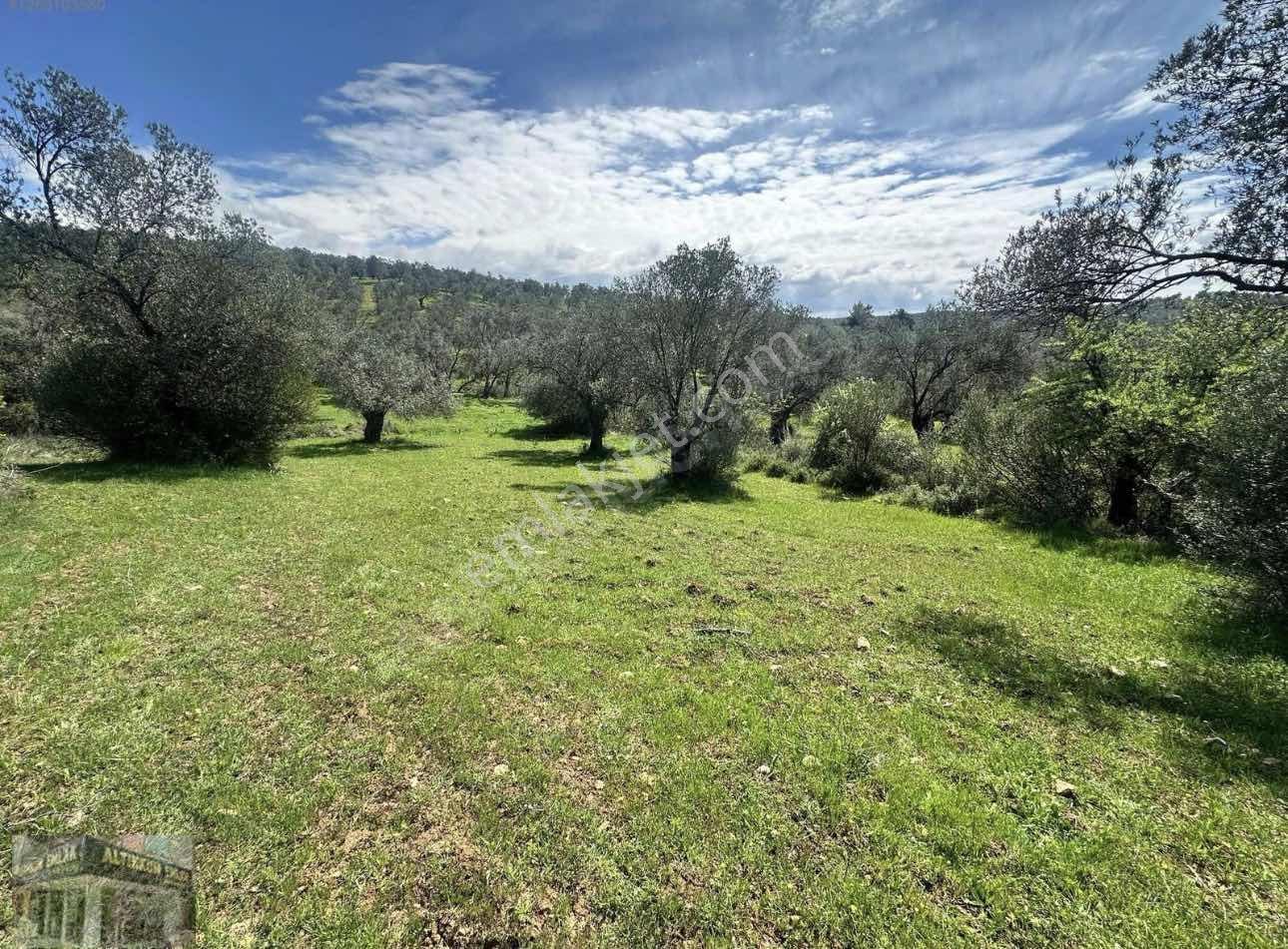 Altınkum Emlak'tan Kazımkarabekir Mahallesinde 2210m2 Zeytinlik — fotoğraf 7