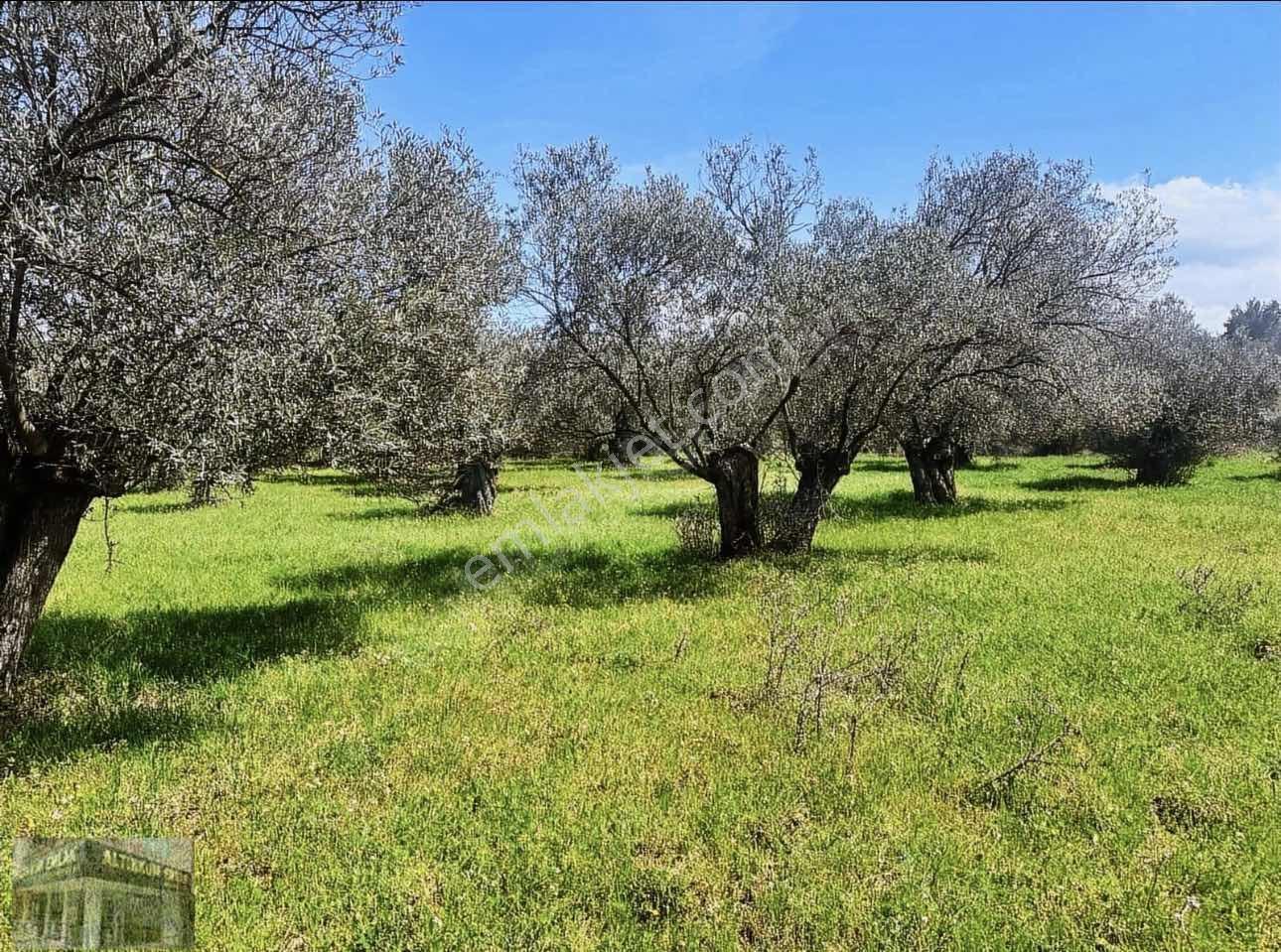 Altınkum Emlak'tan Kazımkarabekir Mahallesinde 2210m2 Zeytinlik — fotoğraf 8