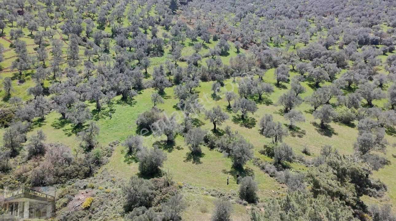 Altınkum Emlak'tan Kazımkarabekir Mahallesinde 2210m2 Zeytinlik — fotoğraf 9
