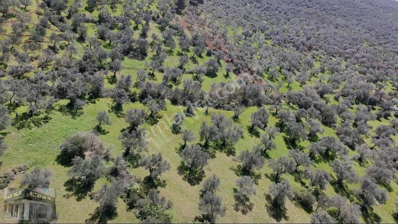Altınkum Emlak'tan Kazımkarabekir Mahallesinde 2210m2 Zeytinlik — fotoğraf 10