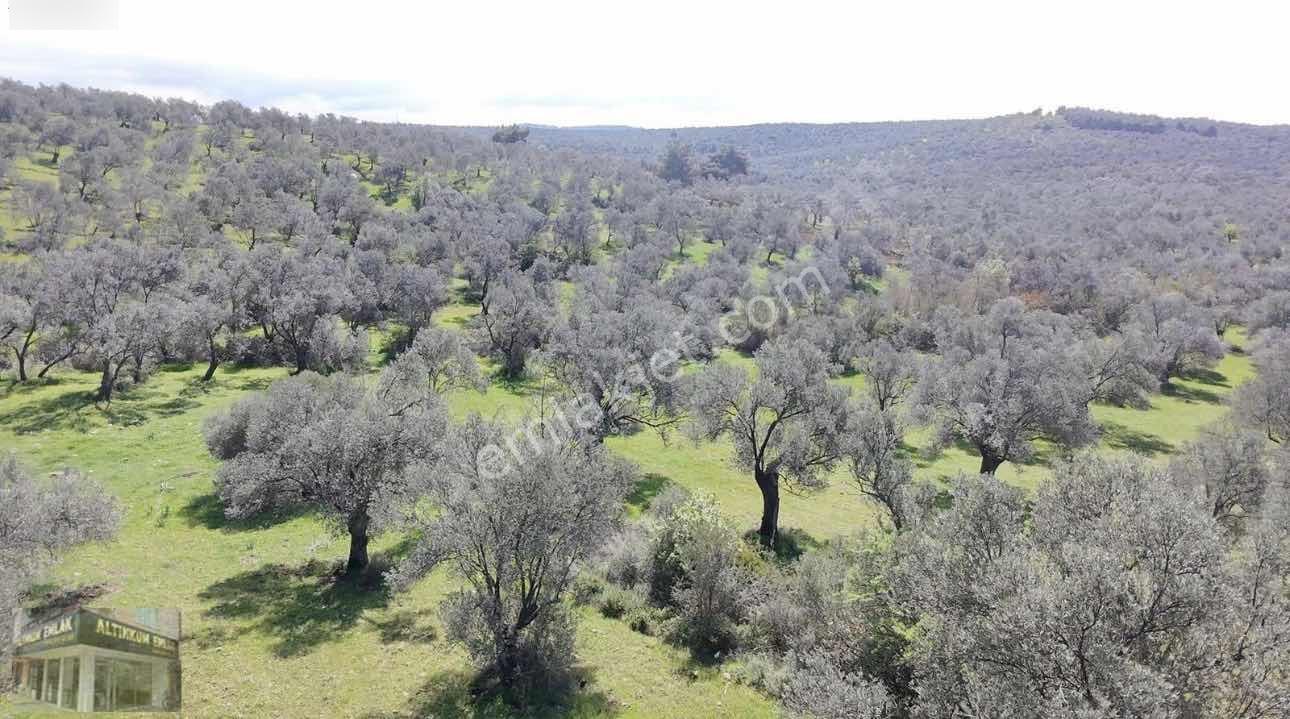 Altınkum Emlak'tan Kazımkarabekir Mahallesinde 2210m2 Zeytinlik — fotoğraf 11