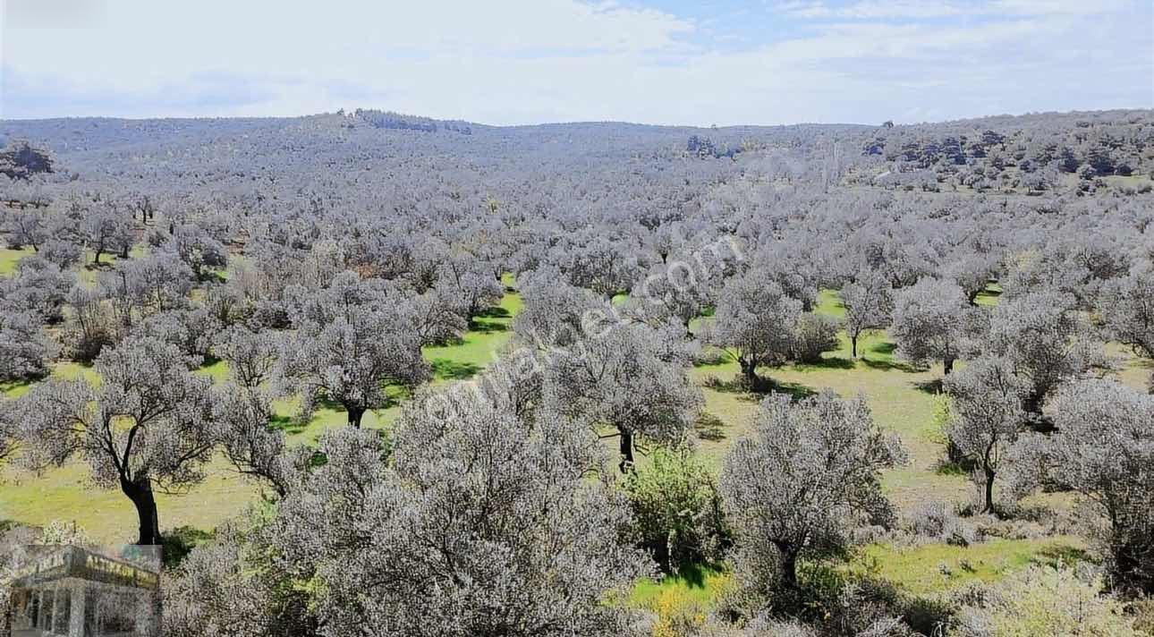 Altınkum Emlak'tan Kazımkarabekir Mahallesinde 2210m2 Zeytinlik — fotoğraf 12