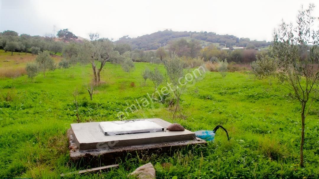 İzmir Bergamaya 10 Dakika Mesafede Satılık 3.000 M² Tarla