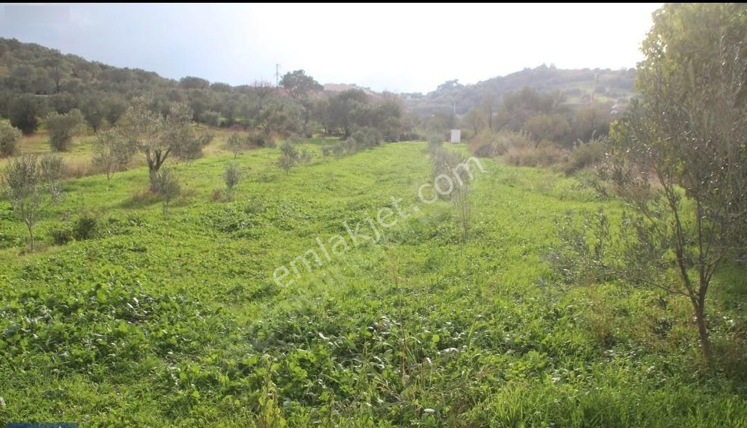 İzmir Bergamaya 10 Dakika Mesafede Satılık 3.000 M² Tarla — fotoğraf 2