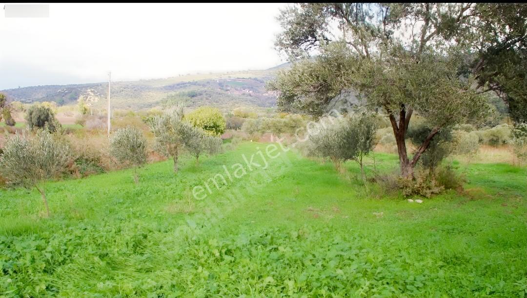 İzmir Bergamaya 10 Dakika Mesafede Satılık 3.000 M² Tarla — fotoğraf 3