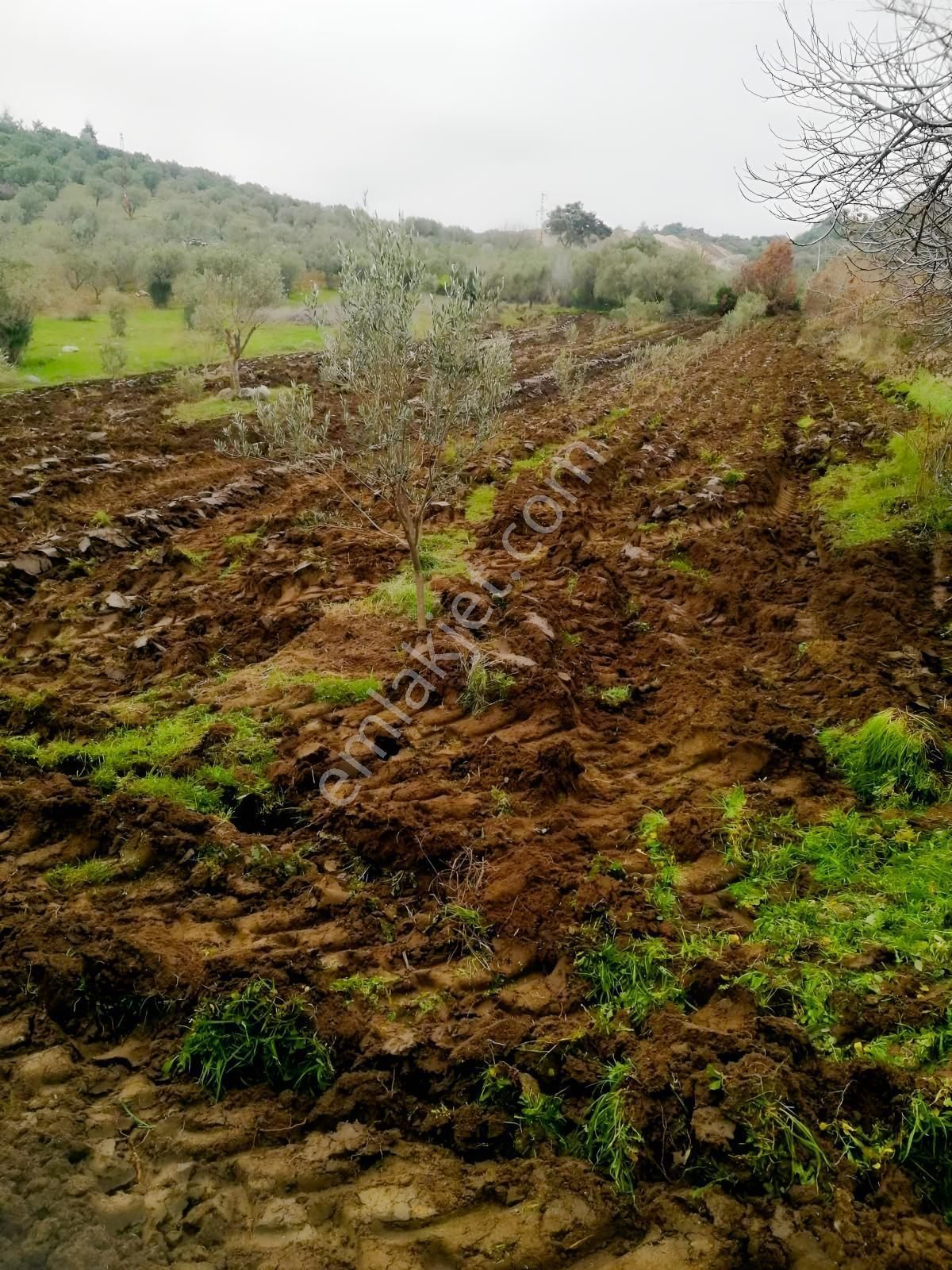 İzmir Bergamaya 10 Dakika Mesafede Satılık 3.000 M² Tarla — fotoğraf 4