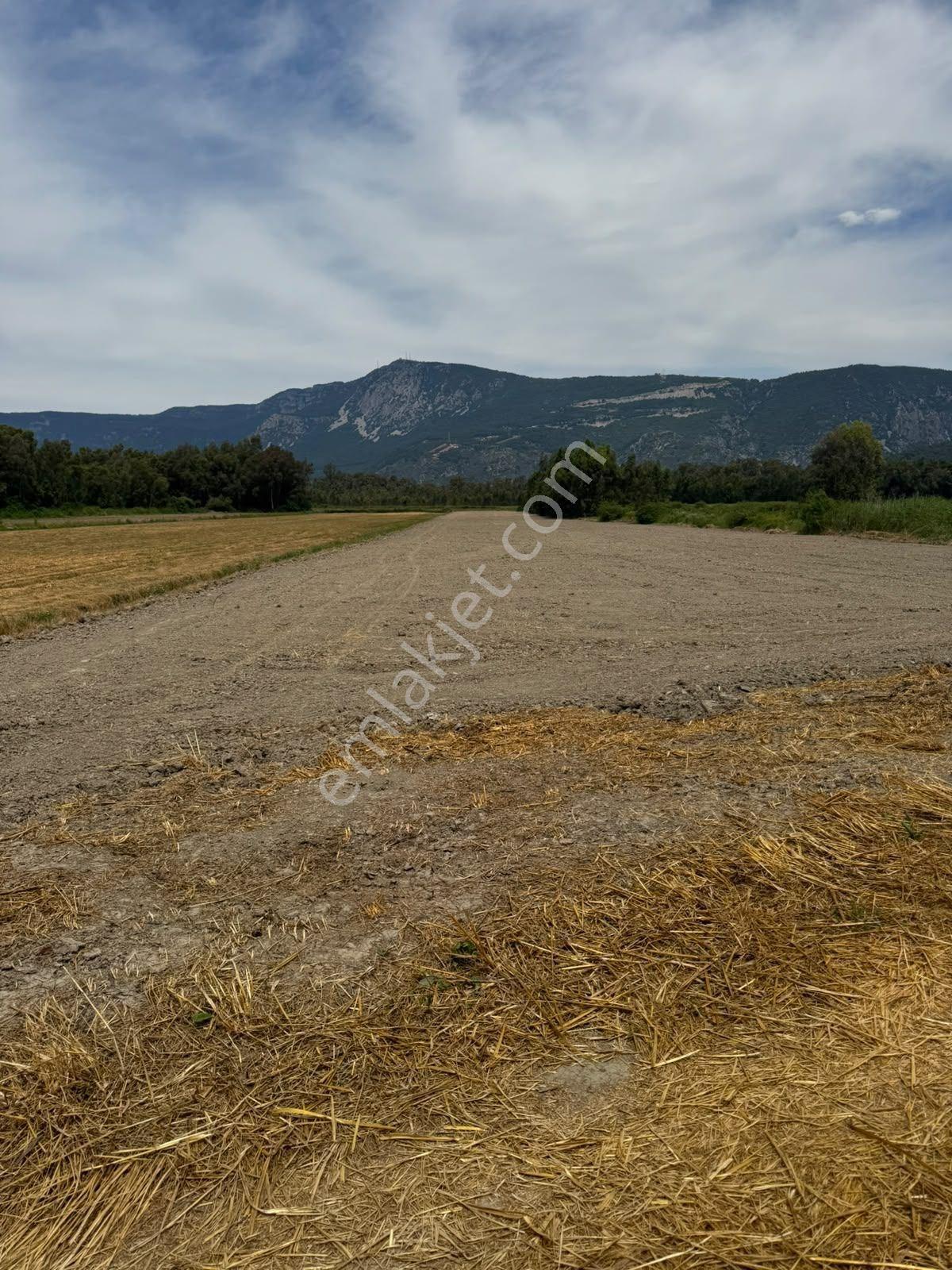 Ula Çıtlık Mah. Satılık 8296 M2 Müstakil Parsel Tarla — fotoğraf 3