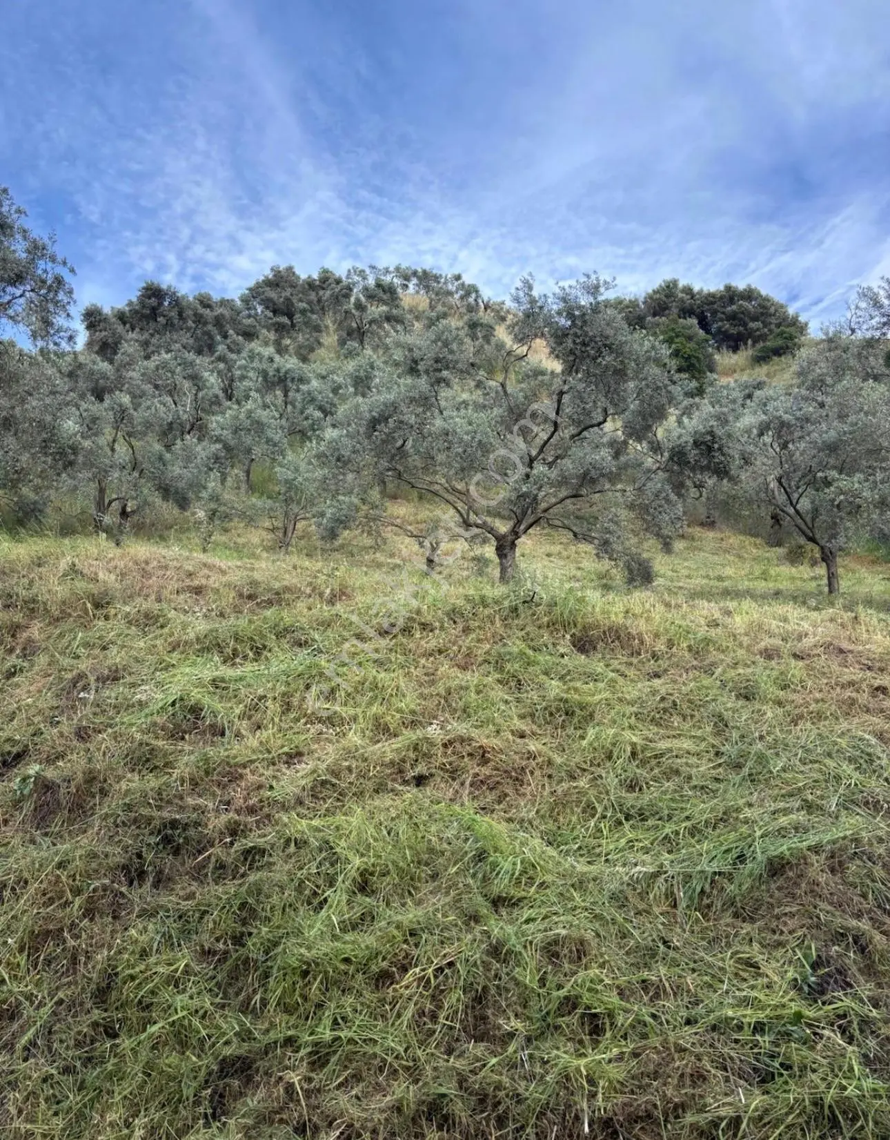 Atça Mahallesi'Nde Satılık 2377 M² Verimli Zeytinlik