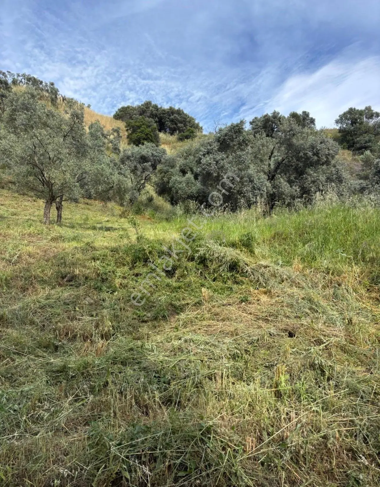 Atça Mahallesi'nde Satılık 2377 M² Verimli Zeytinlik — fotoğraf 3