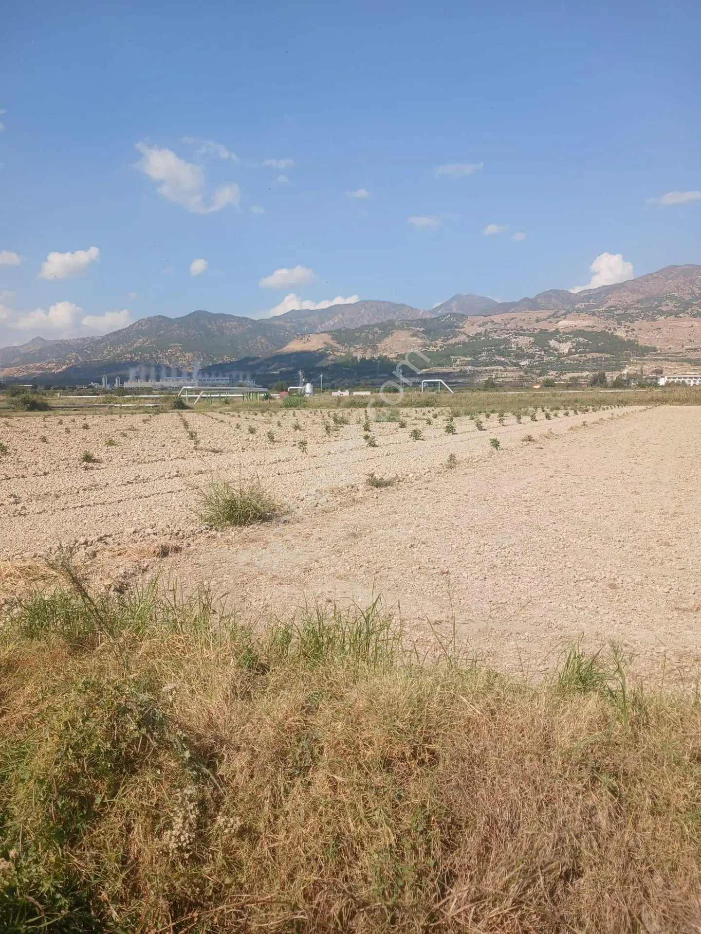 Denizli Sarayköy Karataş Köyü İki Ayrı Yer Yanyana 450 Adet 2 Yaşında İncir Bahçesi İzmir Yolu Altı — fotoğraf 2