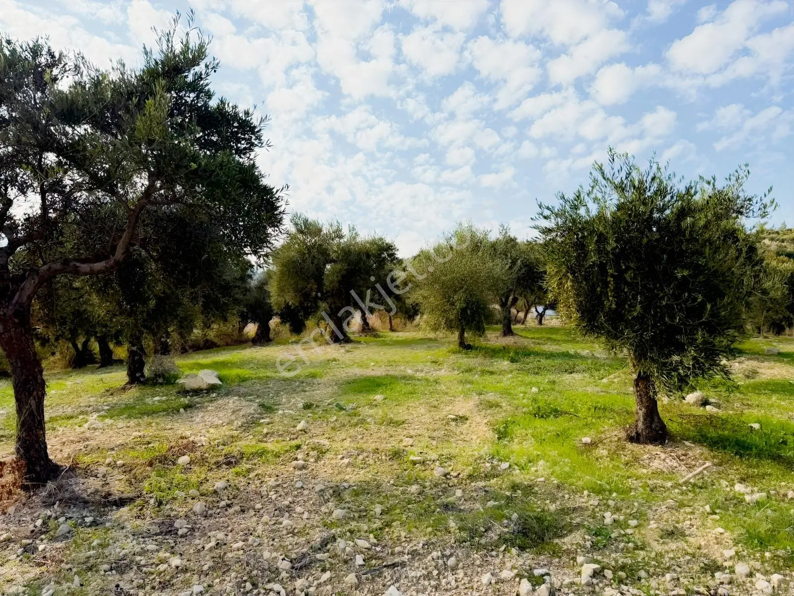 Oflaz Emlaktan Satılık, Fırsat Niteliğinde Zeytinlik! — fotoğraf 6