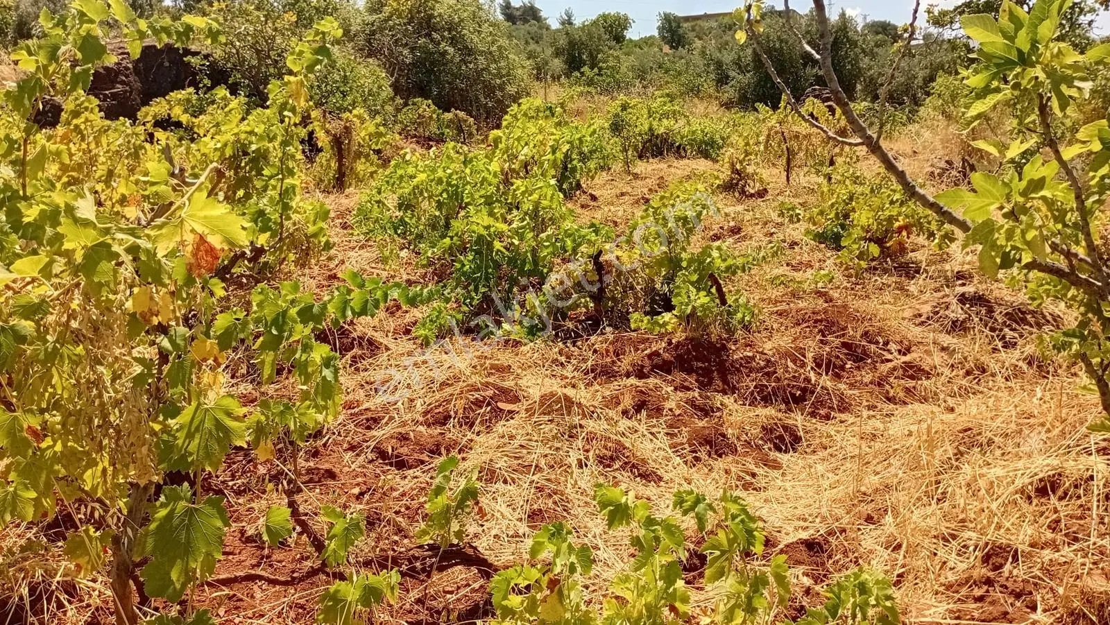 Fatmalı'da Satılık Fırsat Arazi ! — fotoğraf 8