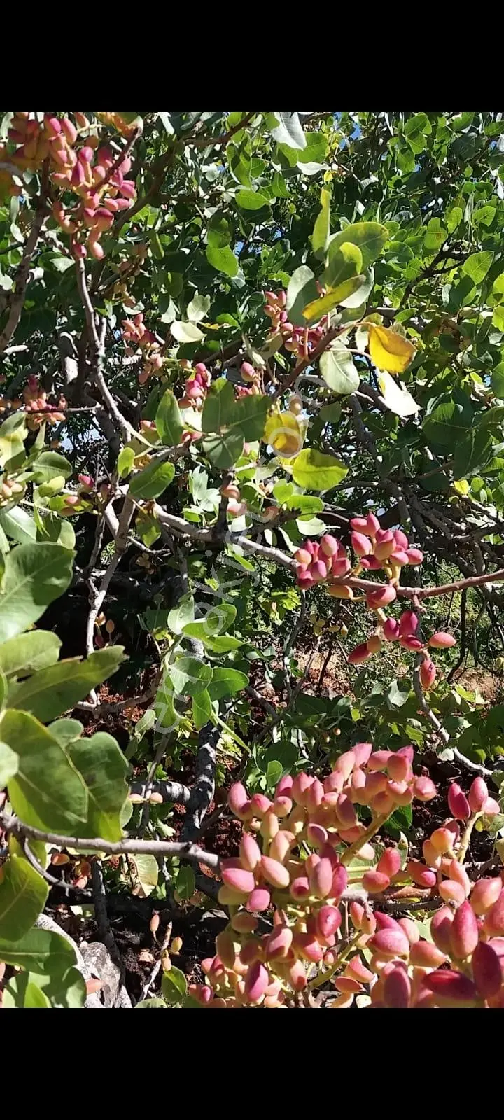 Fatmalı'da Satılık Fırsat Arazi ! — fotoğraf 22