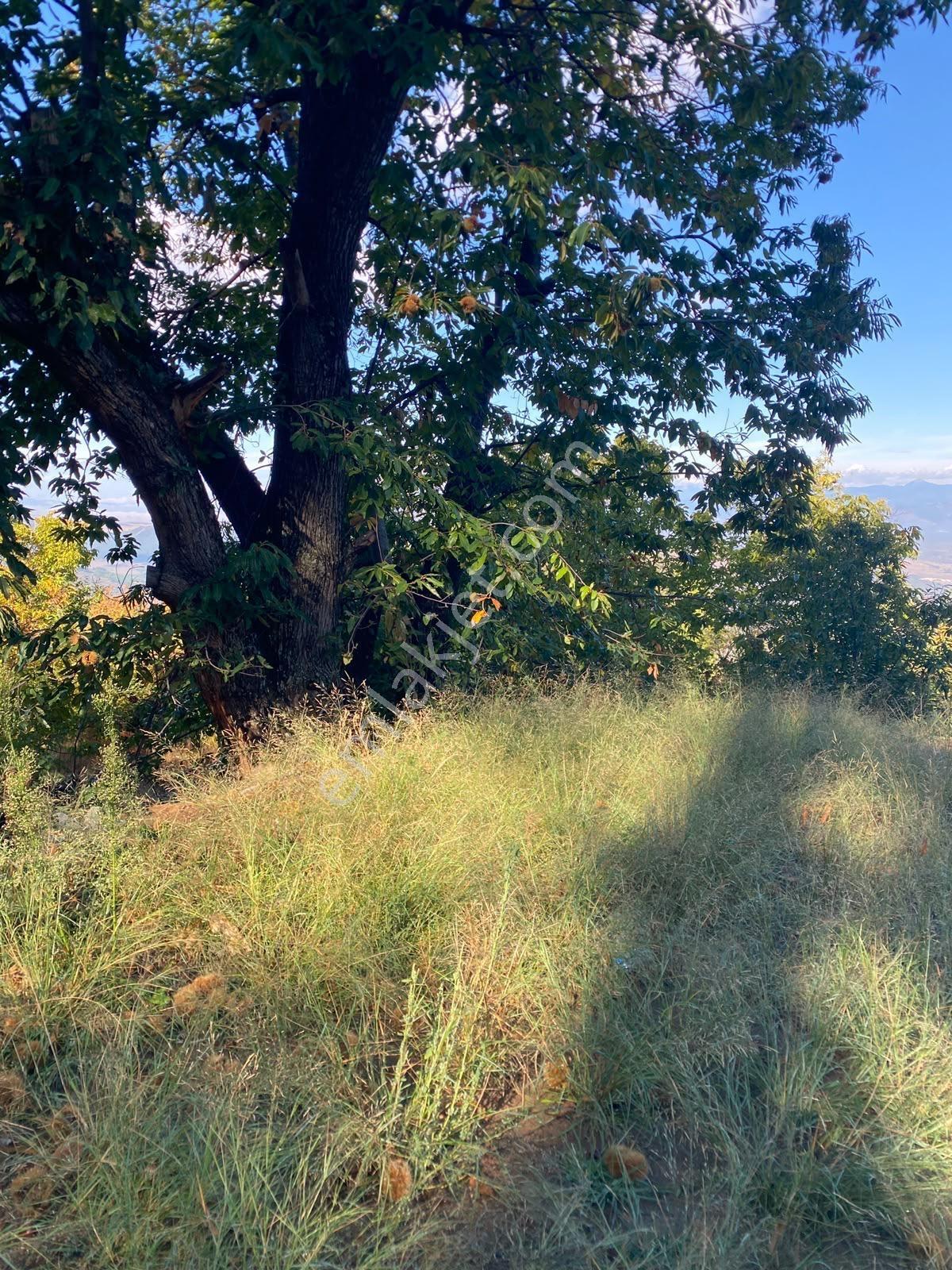 Tire Kaplanda Kesintisiz Şehir Manzaralı 4.892 M² Satılık Arazi — fotoğraf 3