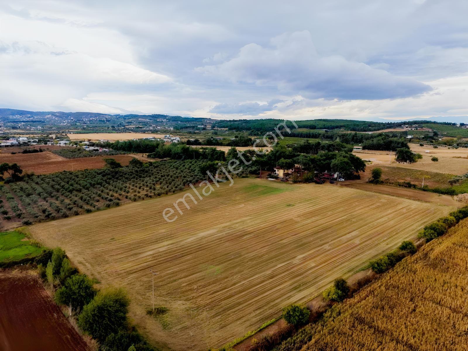 İzmir Buca Karaagaç Köyü Satılık Çiftlik Ve Zeytinlik 46.180 M2 — fotoğraf 5