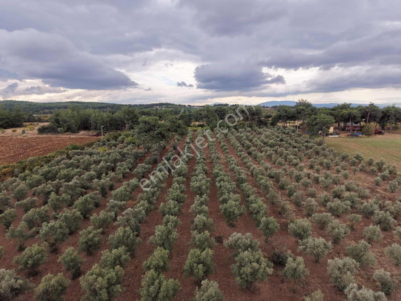 İzmir Buca Karaagaç Köyü Satılık Çiftlik Ve Zeytinlik 46.180 M2 — fotoğraf 6