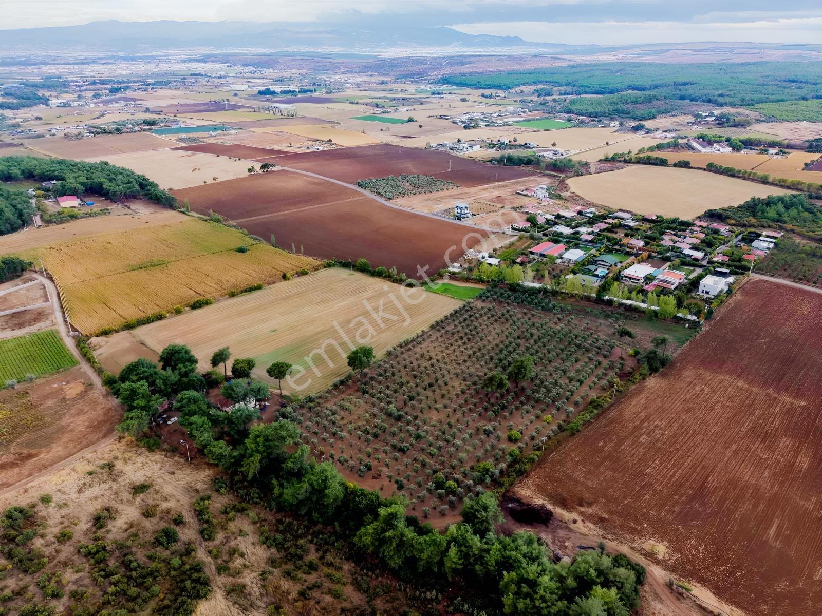 İzmir Buca Karaagaç Köyü Satılık Çiftlik Ve Zeytinlik 46.180 M2 — fotoğraf 9