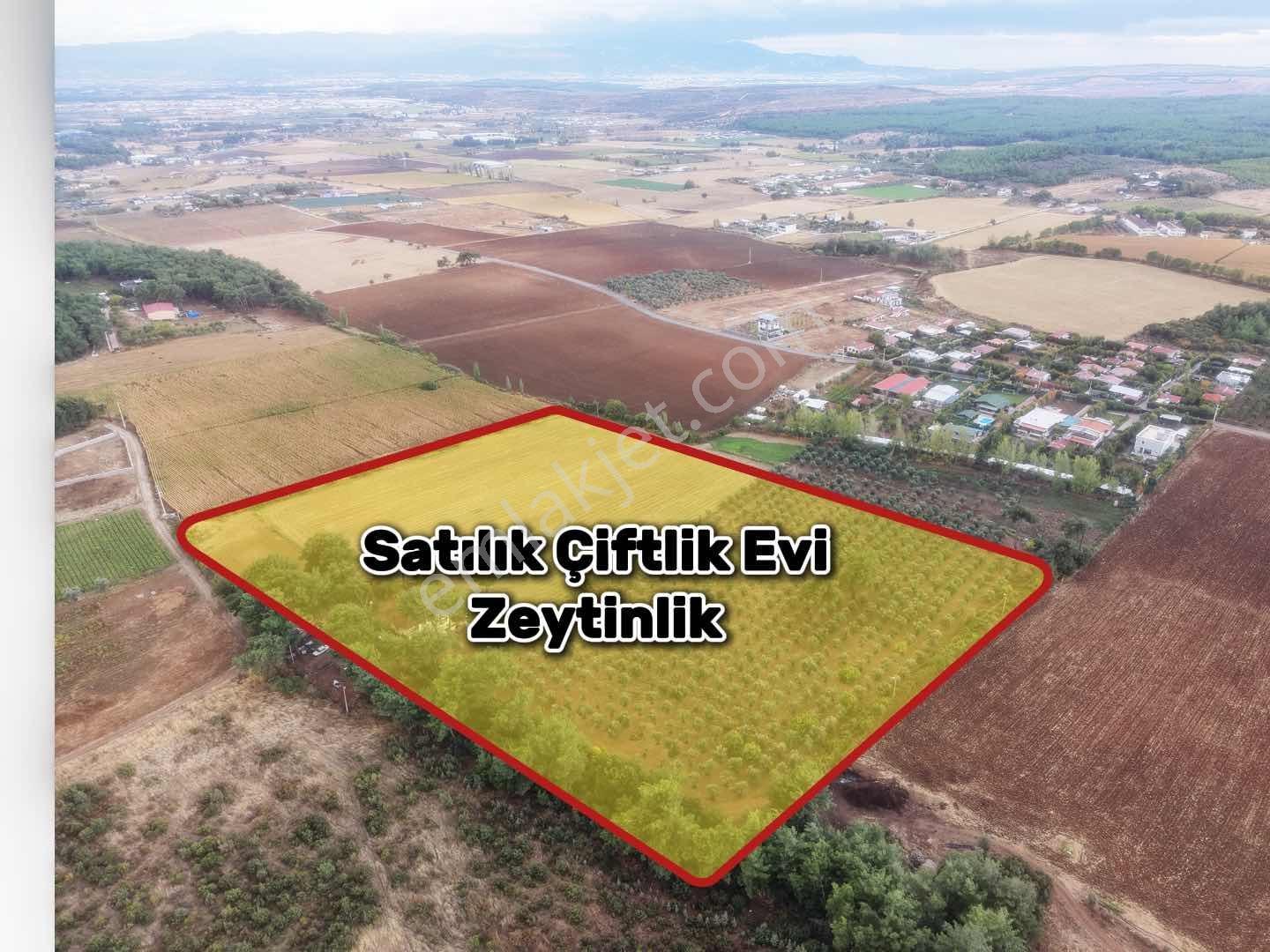 İzmir Buca Karaagaç Köyü Satılık Çiftlik Ve Zeytinlik 46.180 M2 — fotoğraf 12