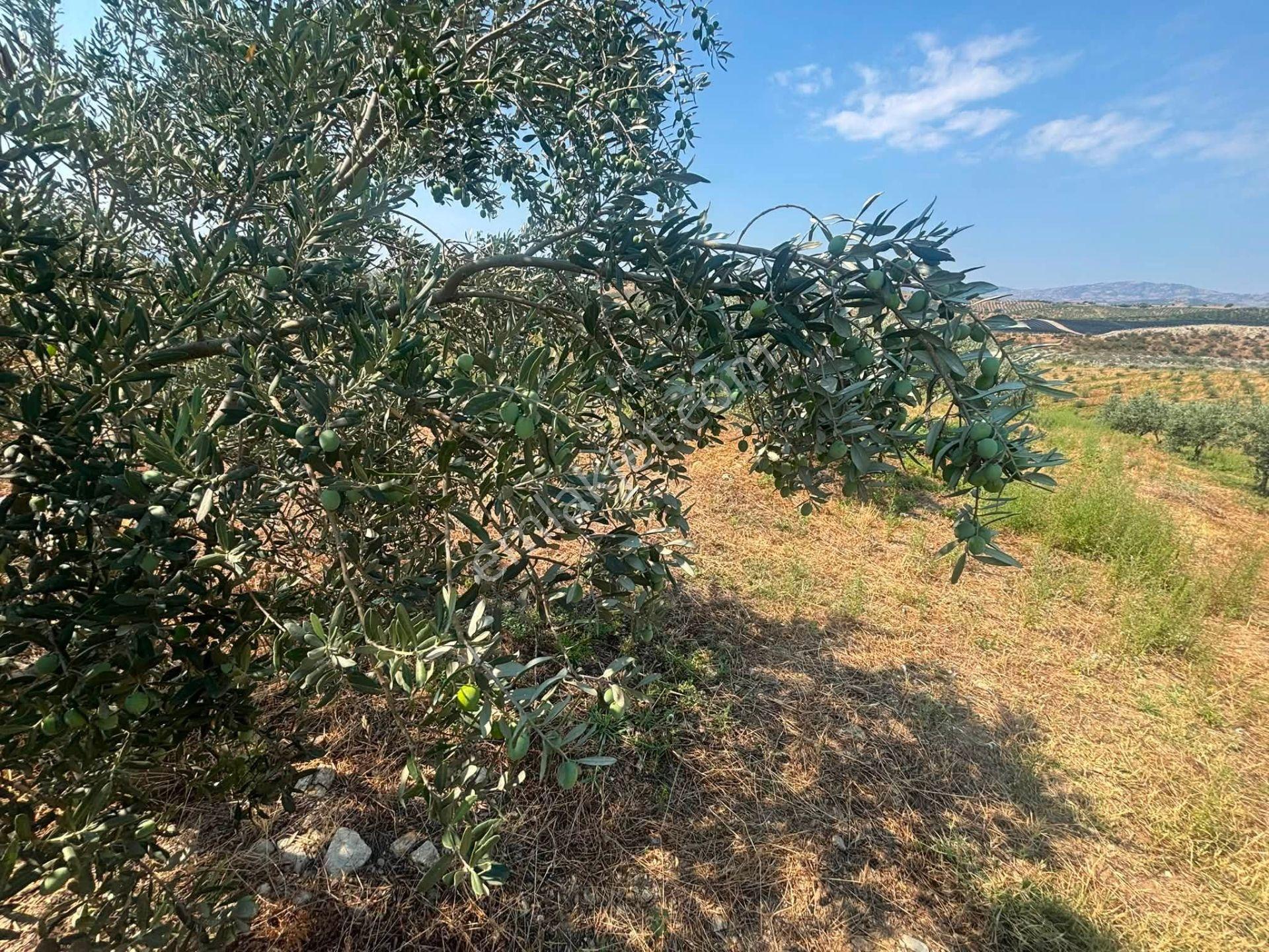 Tc Emlaktan Satılık 23 Dönüm Zeytinlik !baraj Gölüne Sıfır — fotoğraf 10