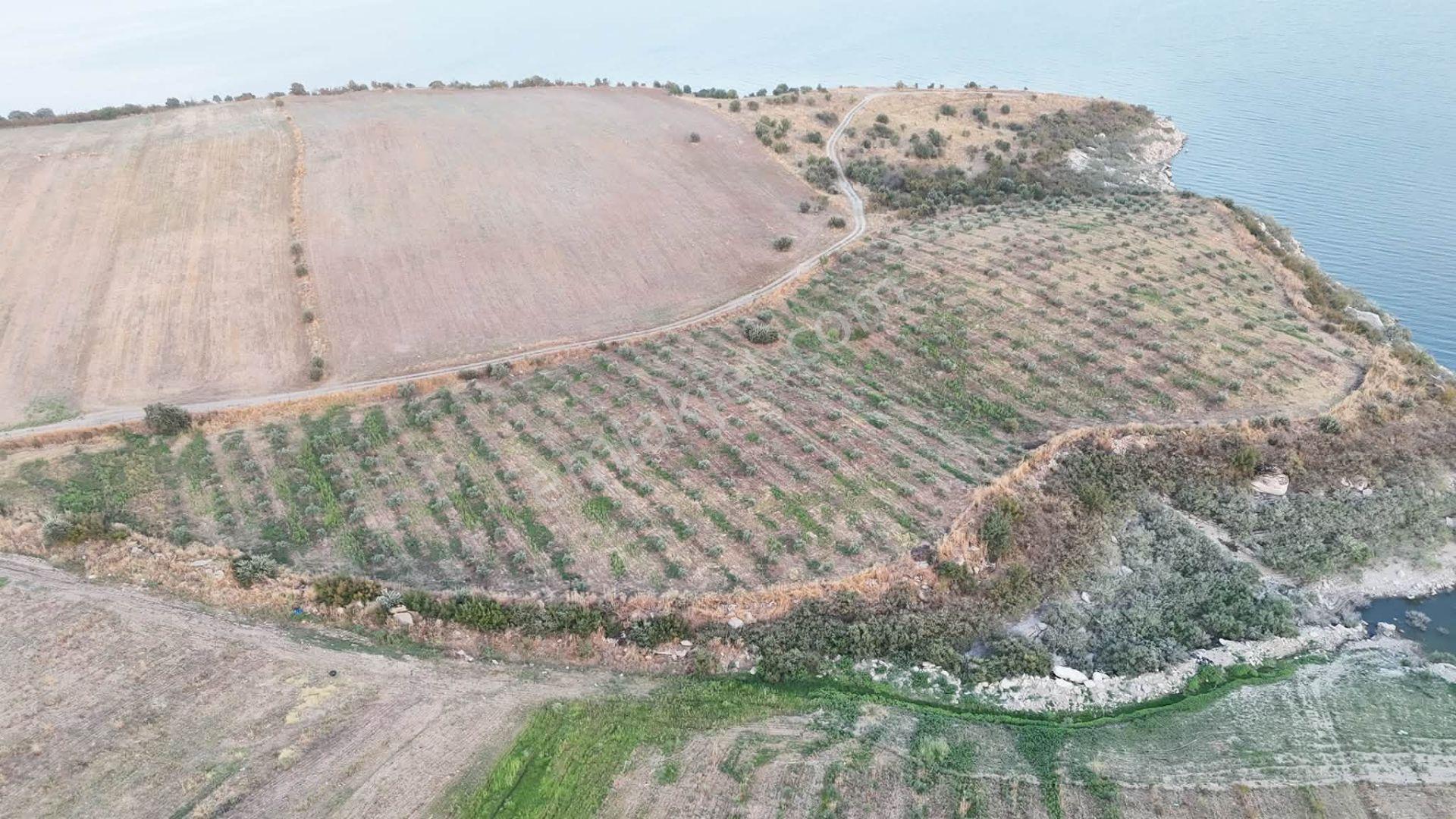 Tc Emlaktan Satılık 23 Dönüm Zeytinlik !baraj Gölüne Sıfır — fotoğraf 12