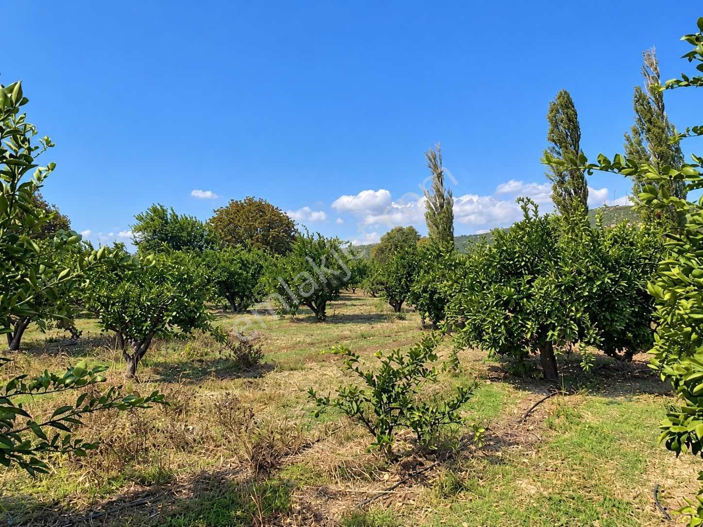 Seferihisar Ulamışta 4.915 M² Müstakil Tapulu Mandalina Bahçesi — fotoğraf 3