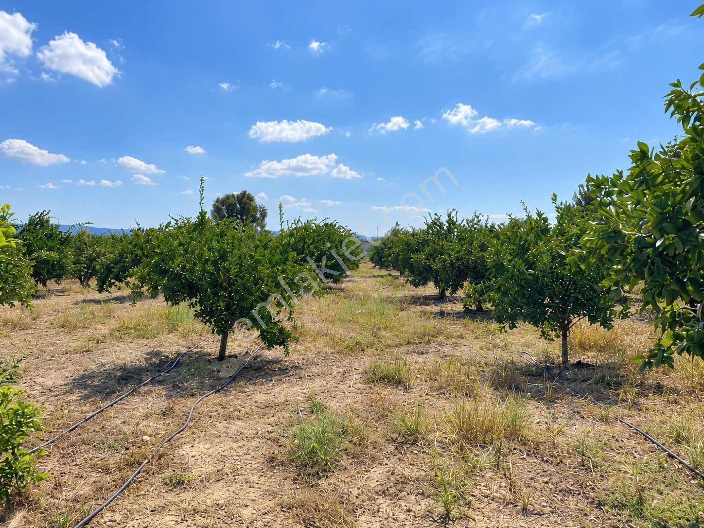 Seferihisar Ulamışta 4.915 M² Müstakil Tapulu Mandalina Bahçesi — fotoğraf 4