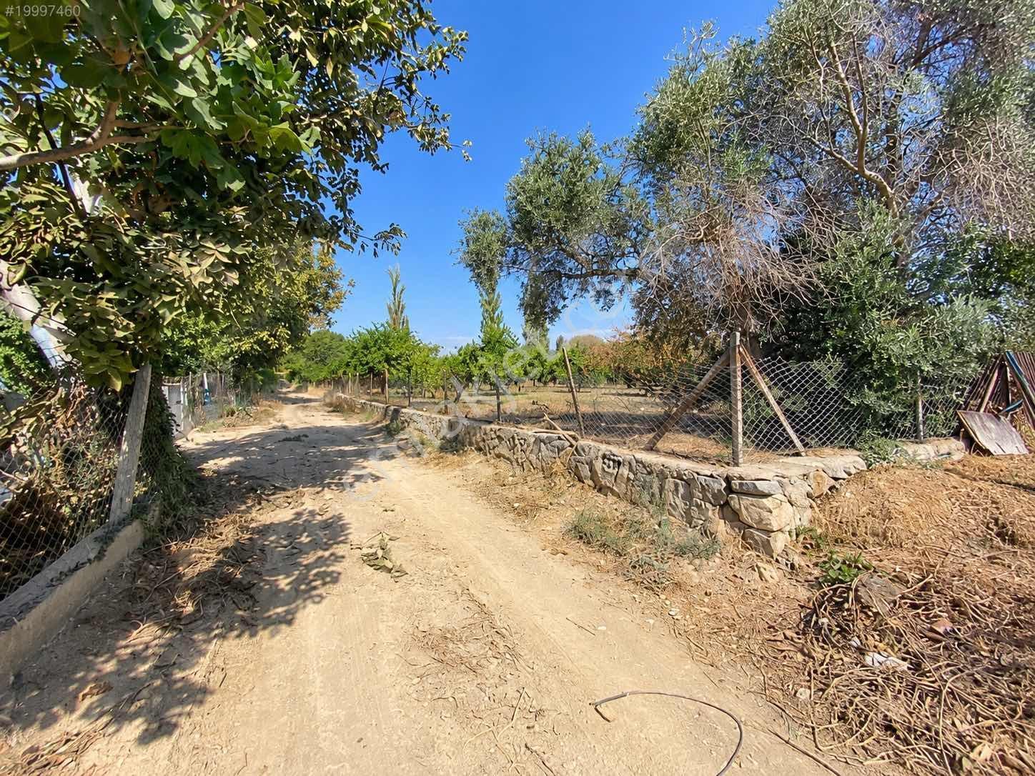 Seferihisar Ulamışta 4.915 M² Müstakil Tapulu Mandalina Bahçesi — fotoğraf 5
