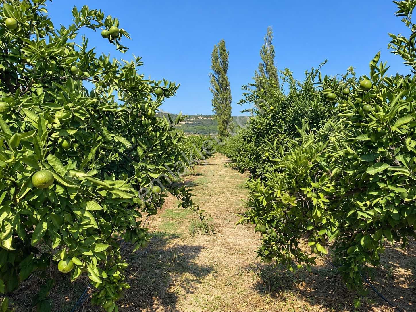 Seferihisar Ulamışta 4.915 M² Müstakil Tapulu Mandalina Bahçesi — fotoğraf 6