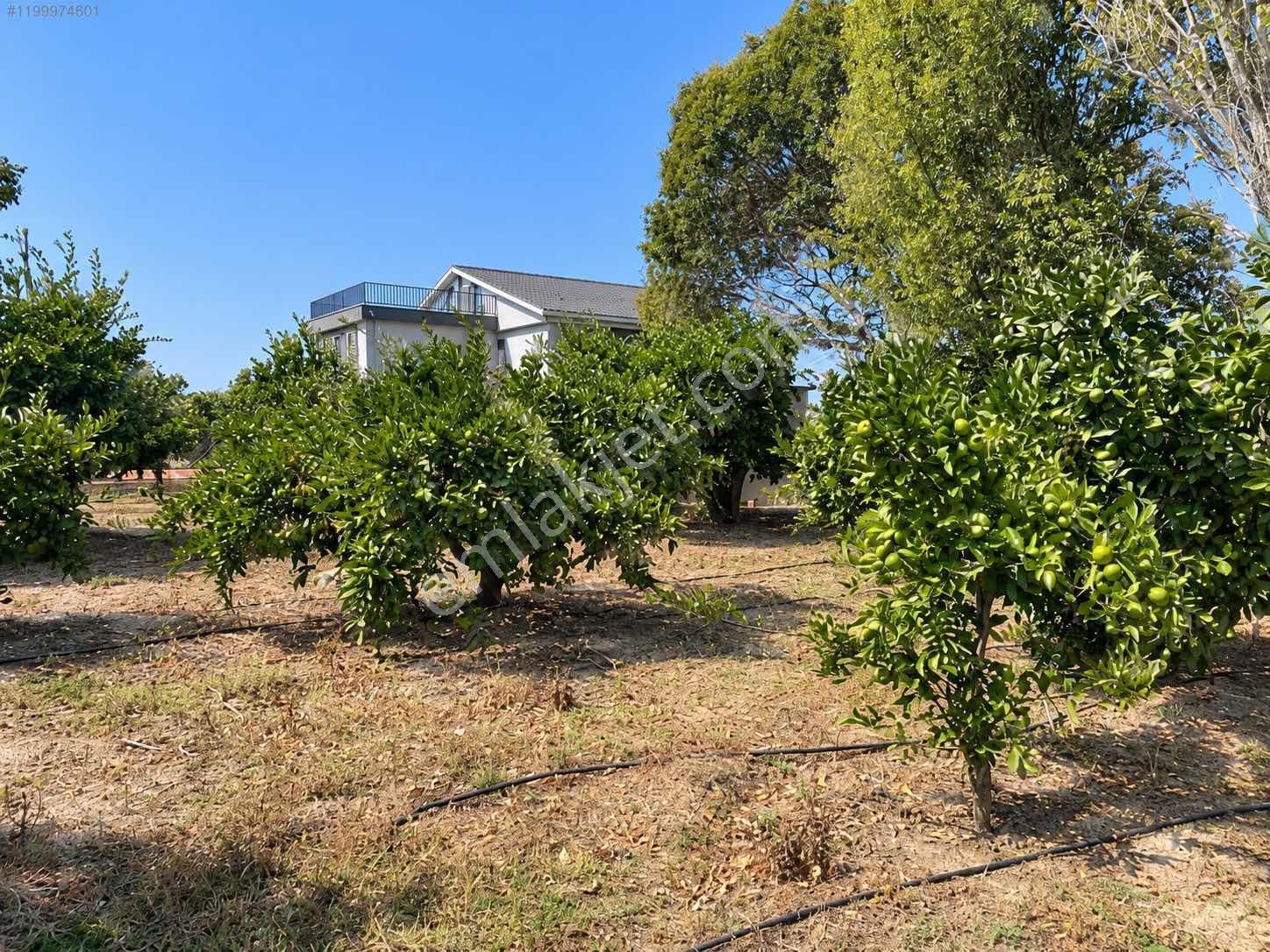 Seferihisar Ulamışta 4.915 M² Müstakil Tapulu Mandalina Bahçesi — fotoğraf 7