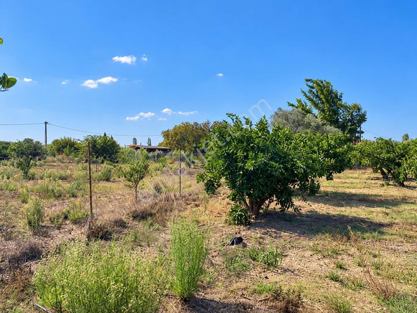 Seferihisar Ulamışta 4.915 M² Müstakil Tapulu Mandalina Bahçesi — fotoğraf 8