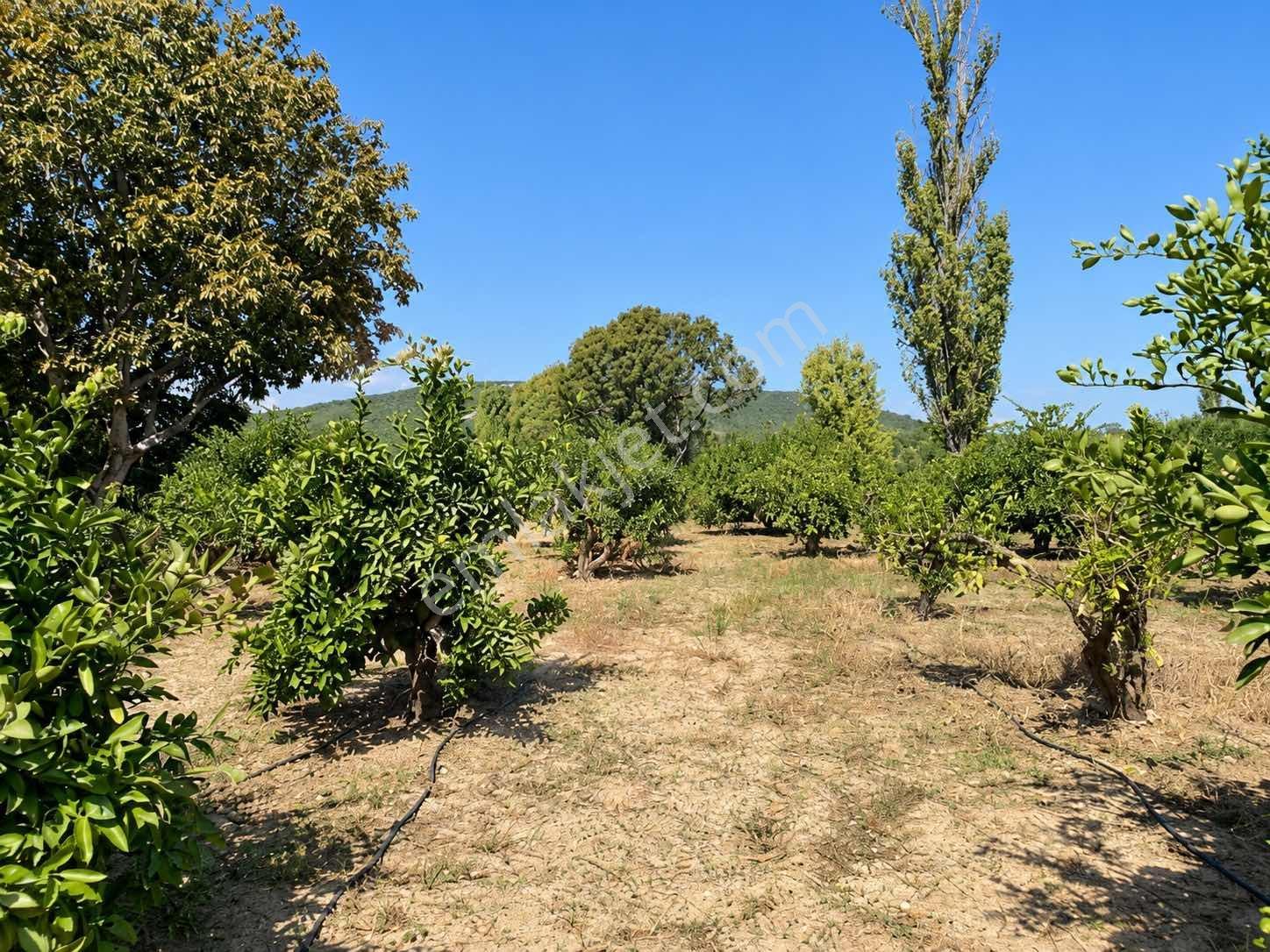 Seferihisar Ulamışta 4.915 M² Müstakil Tapulu Mandalina Bahçesi — fotoğraf 9