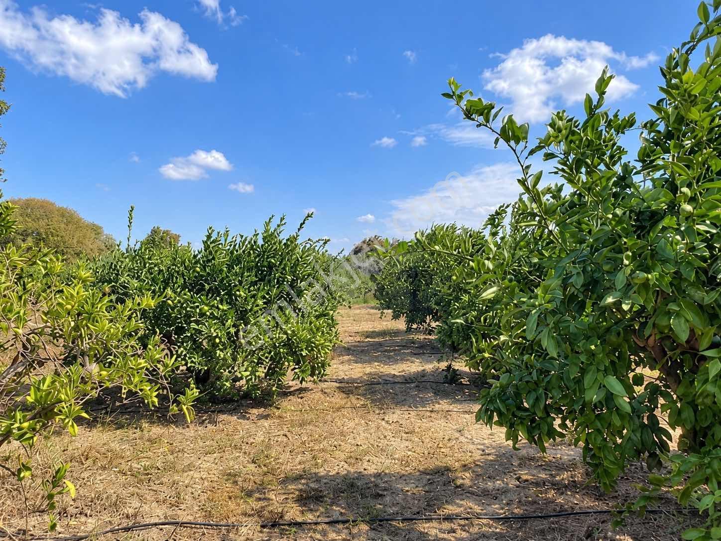 Seferihisar Ulamışta 4.915 M² Müstakil Tapulu Mandalina Bahçesi — fotoğraf 10
