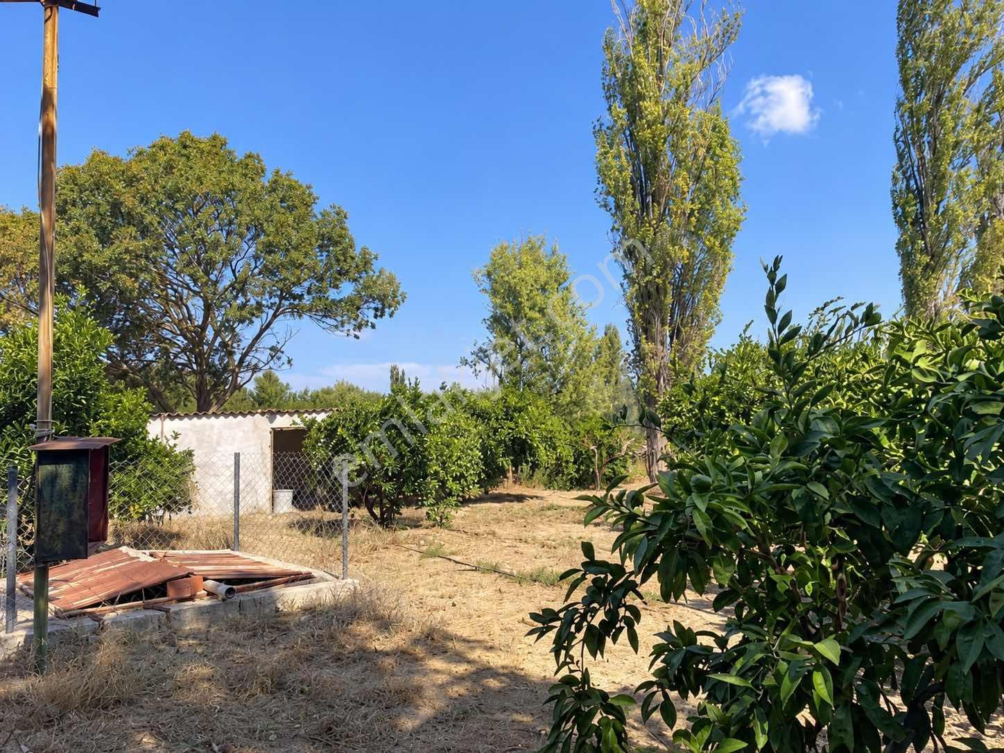 Seferihisar Ulamışta 4.915 M² Müstakil Tapulu Mandalina Bahçesi — fotoğraf 11