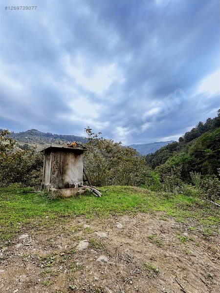 Kırlıda 14.738 M2 Fındık Bahçesi 4 Mūstakil Tapu — fotoğraf 3