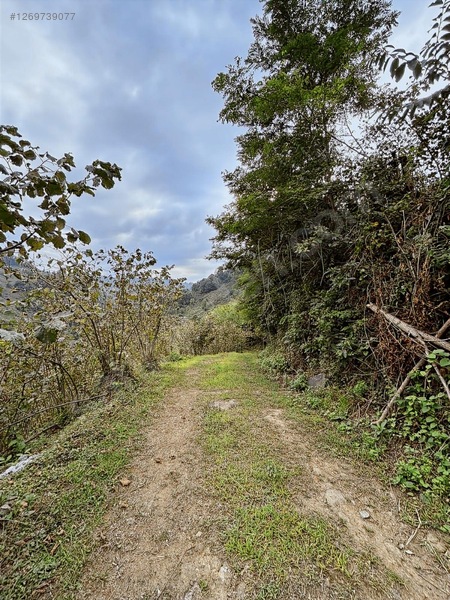 Kırlıda 14.738 M2 Fındık Bahçesi 4 Mūstakil Tapu — fotoğraf 4