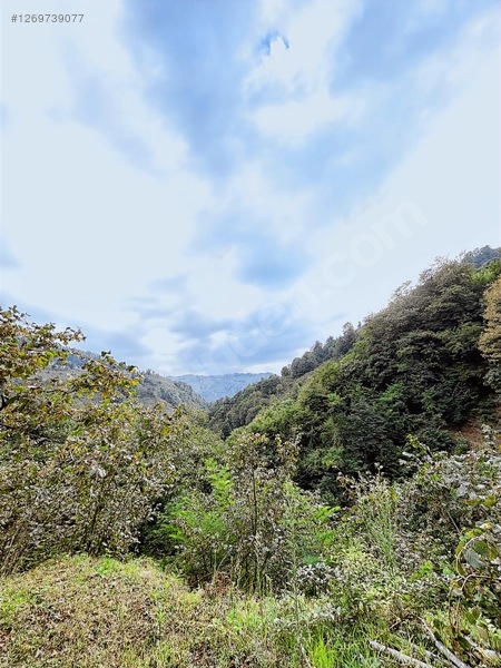 Kırlıda 14.738 M2 Fındık Bahçesi 4 Mūstakil Tapu — fotoğraf 6