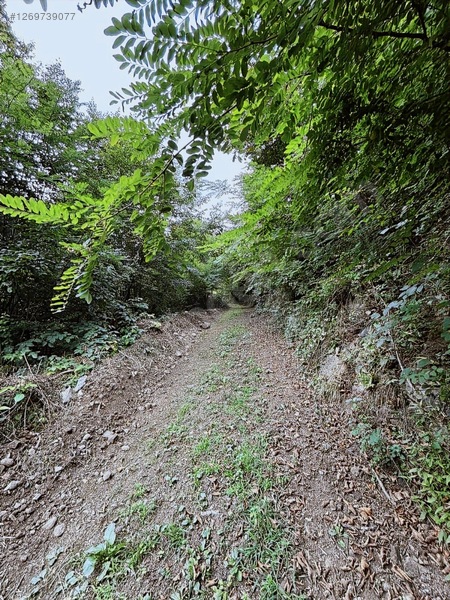Kırlıda 14.738 M2 Fındık Bahçesi 4 Mūstakil Tapu — fotoğraf 7