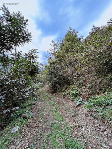 Kırlıda 14.738 M2 Fındık Bahçesi 4 Mūstakil Tapu — fotoğraf 8