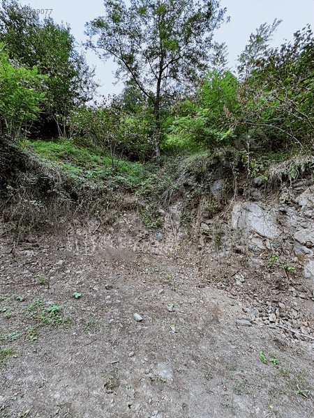Kırlıda 14.738 M2 Fındık Bahçesi 4 Mūstakil Tapu — fotoğraf 9