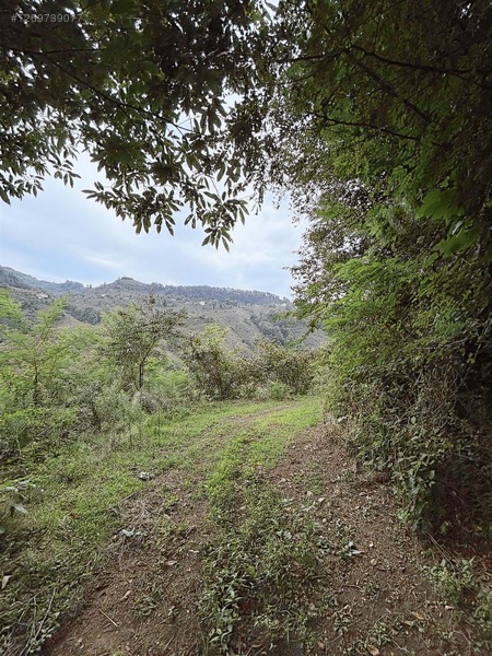 Kırlıda 14.738 M2 Fındık Bahçesi 4 Mūstakil Tapu — fotoğraf 10