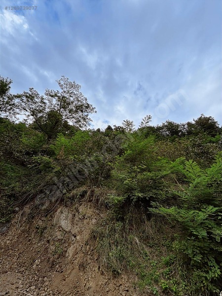 Kırlıda 14.738 M2 Fındık Bahçesi 4 Mūstakil Tapu — fotoğraf 12