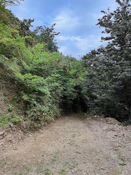 Kırlıda 14.738 M2 Fındık Bahçesi 4 Mūstakil Tapu — fotoğraf 13
